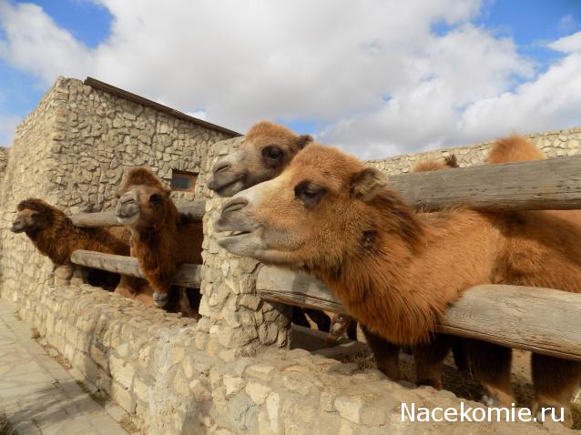 Куклы в народных костюмах №32 Кукла в азербайджанском праздничном костюме
