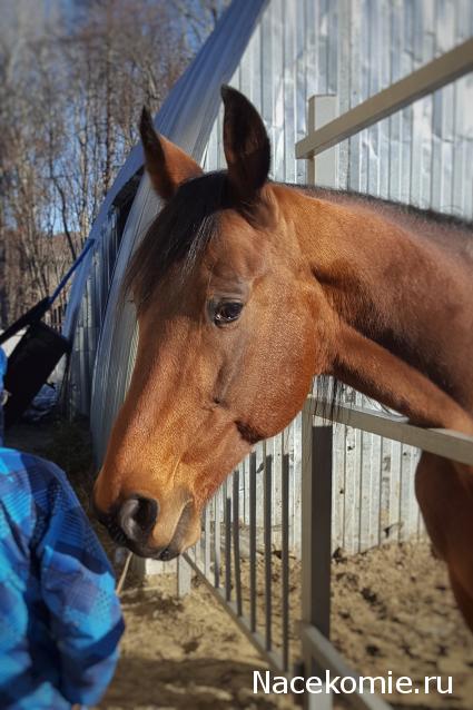 "Живой уголок"