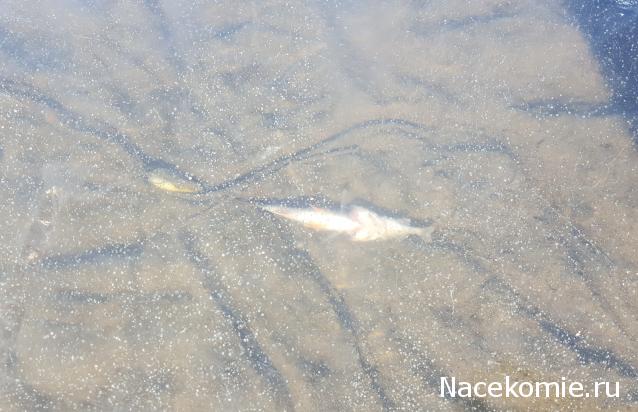 "Живой уголок"