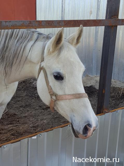 "Живой уголок"