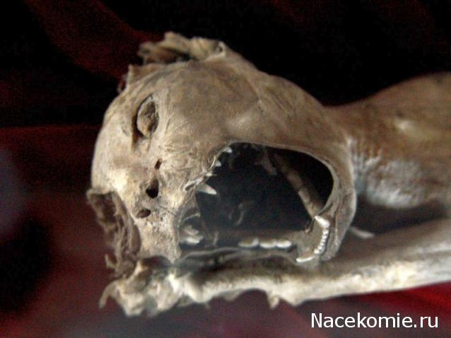 "Живой уголок"