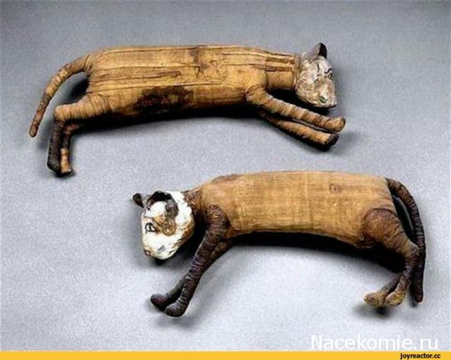 "Живой уголок"