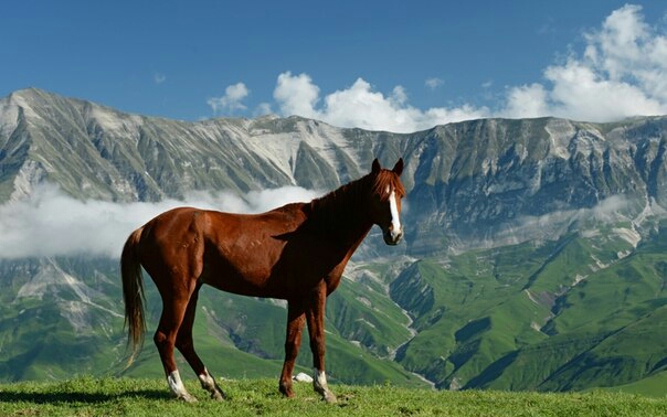 "Живой уголок"