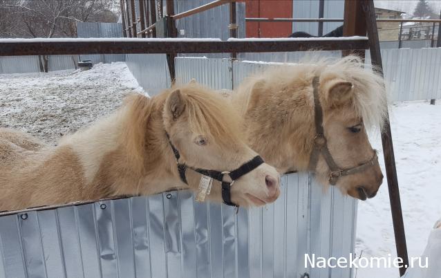 "Живой уголок"