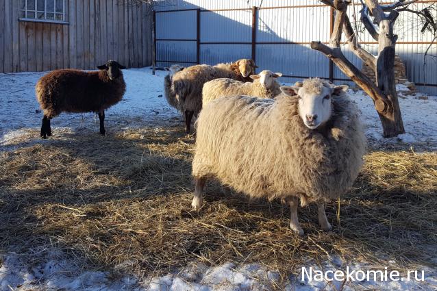 "Живой уголок"