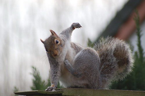 "Живой уголок"