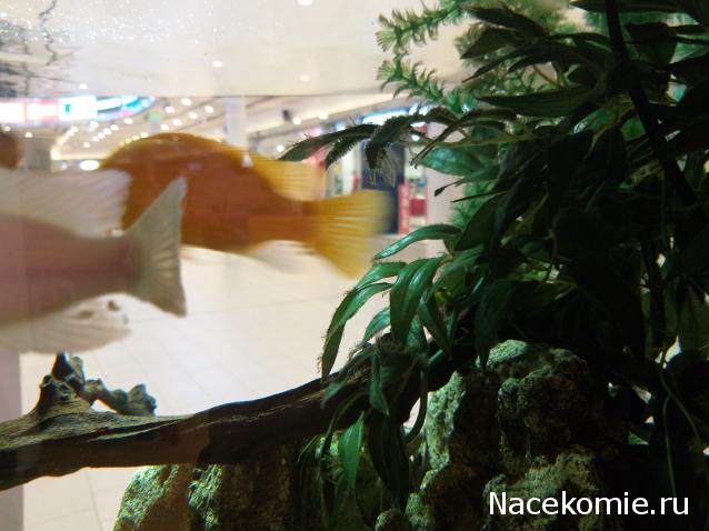 "Живой уголок"