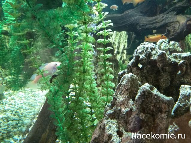 "Живой уголок"