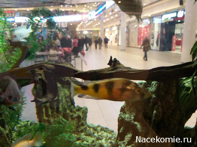 "Живой уголок"