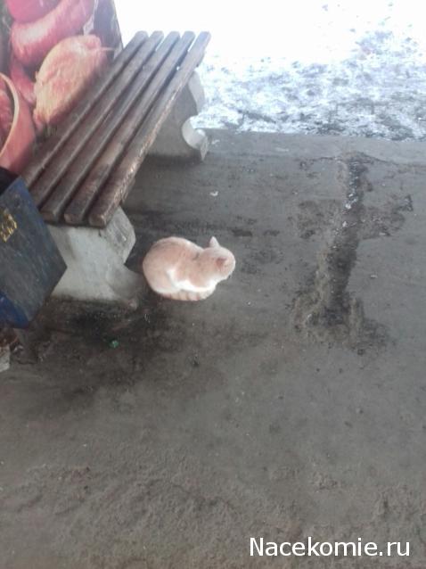 "Живой уголок"