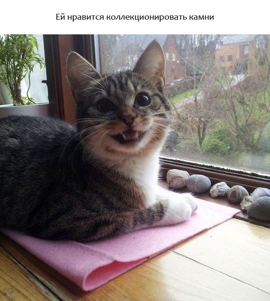 "Живой уголок"