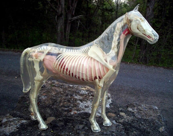 "Живой уголок"