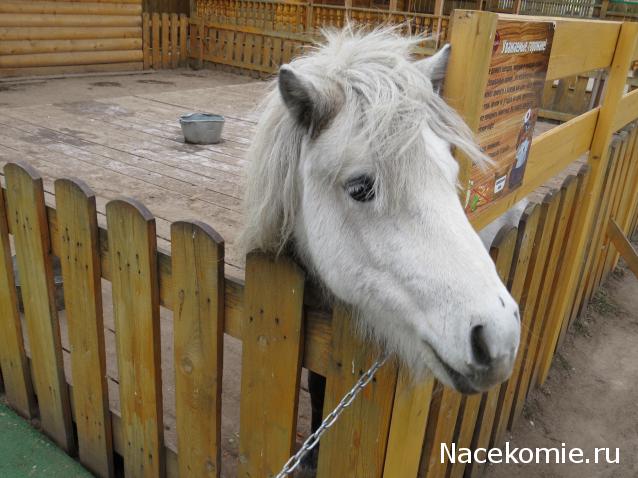 "Живой уголок"