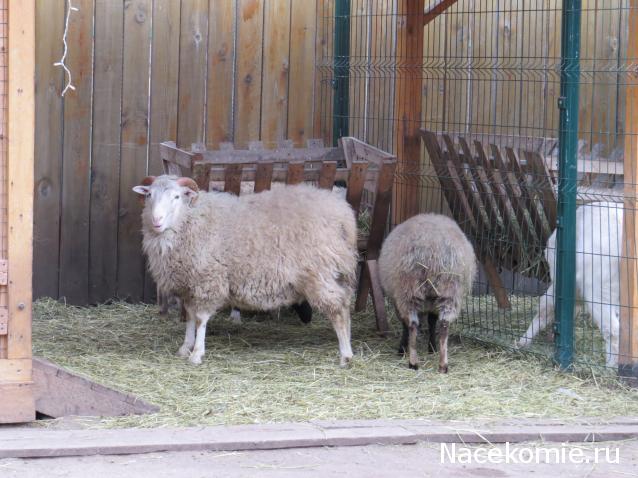 "Живой уголок"