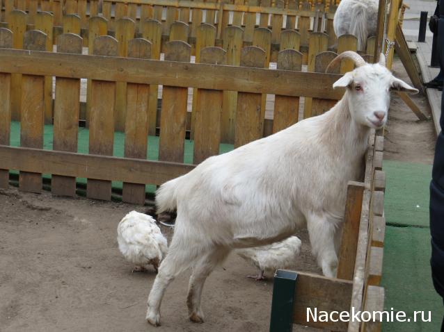 "Живой уголок"