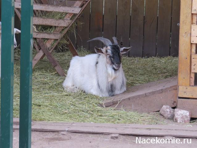 "Живой уголок"