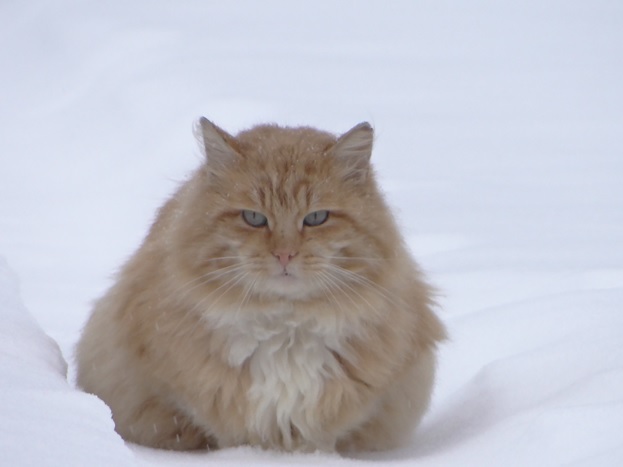 Фото кошек)))))