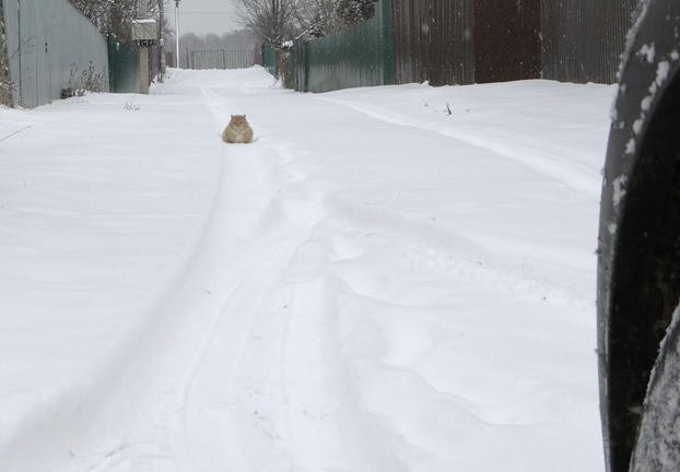 Фото кошек)))))