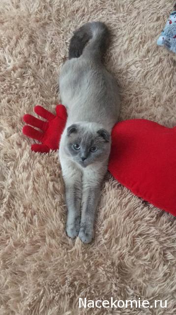 Фото кошек)))))