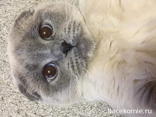 Фото кошек)))))