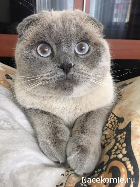 Фото кошек)))))