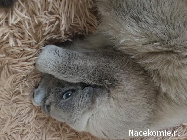 Фото кошек)))))