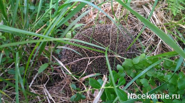 "Живой уголок"