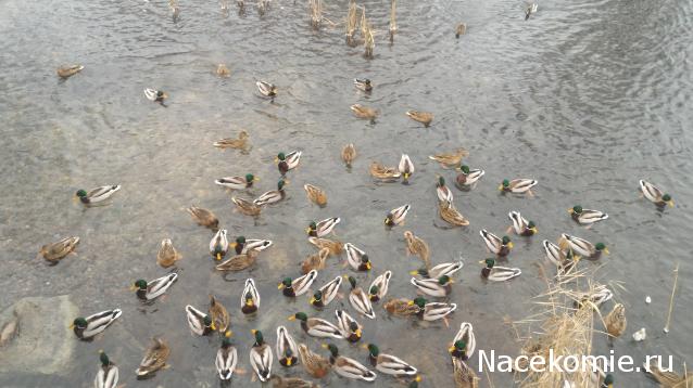 "Живой уголок"