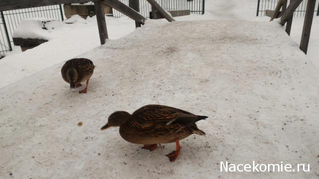 "Живой уголок"