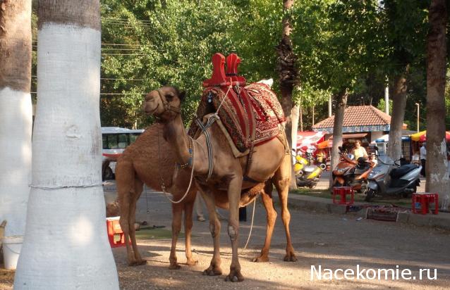 "Живой уголок"