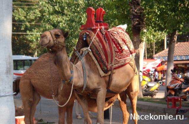 "Живой уголок"