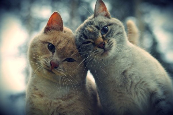 "Живой уголок"