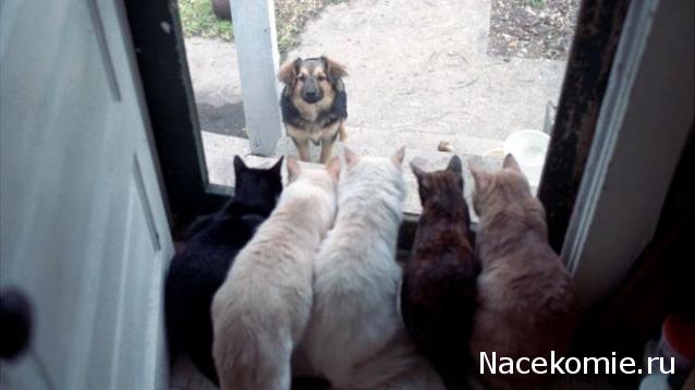 "Живой уголок"