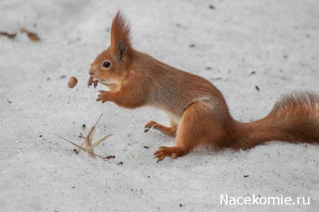 "Живой уголок"