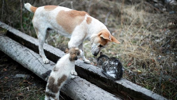 "Живой уголок"