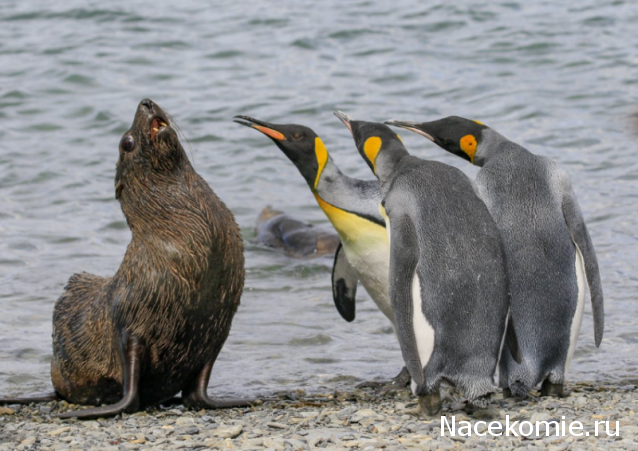 "Живой уголок"