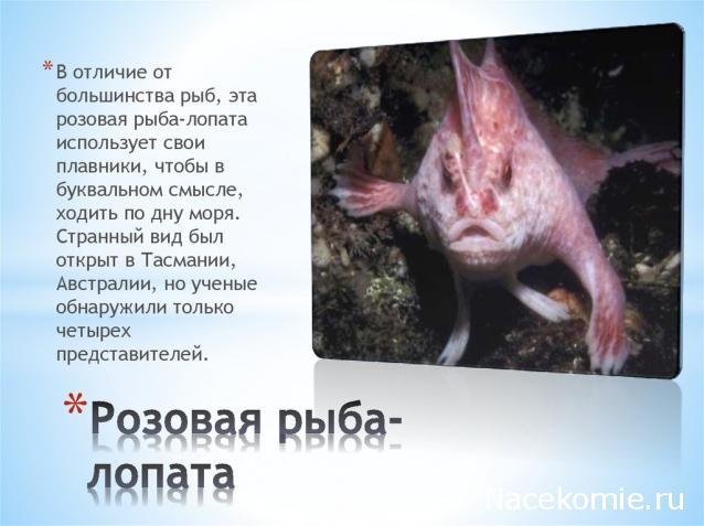 "Живой уголок"