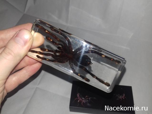 "Живой уголок"