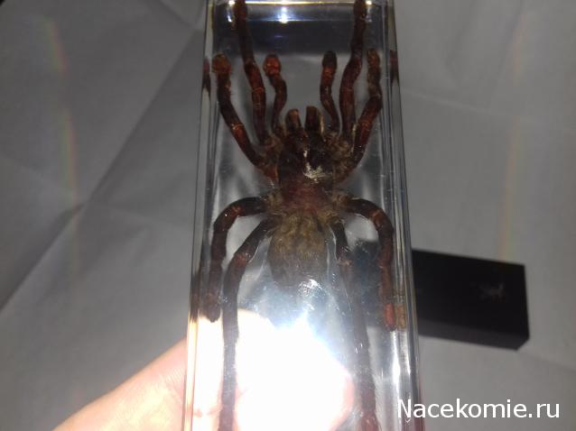 "Живой уголок"