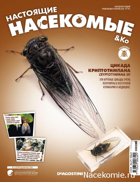 Насекомые & Ко №33 - Цикада Криптотимпана