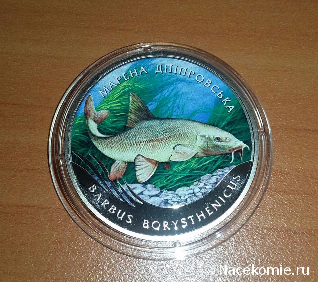 Мой аквариум.