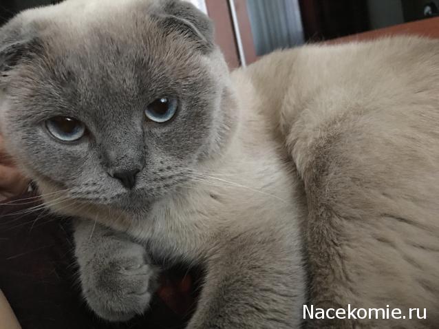 Фото кошек)))))