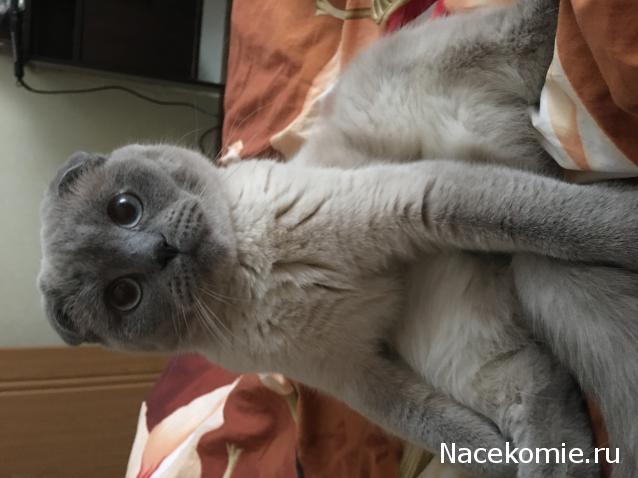 Фото кошек)))))