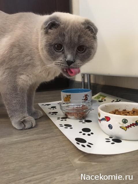 Фото кошек)))))