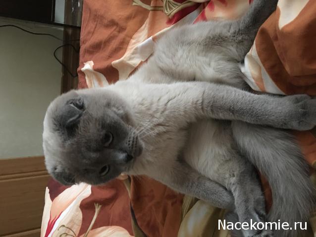 Фото кошек)))))