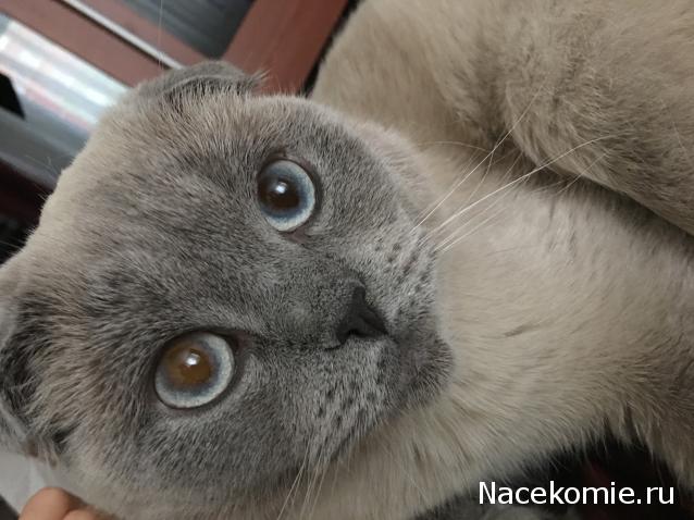 Фото кошек)))))