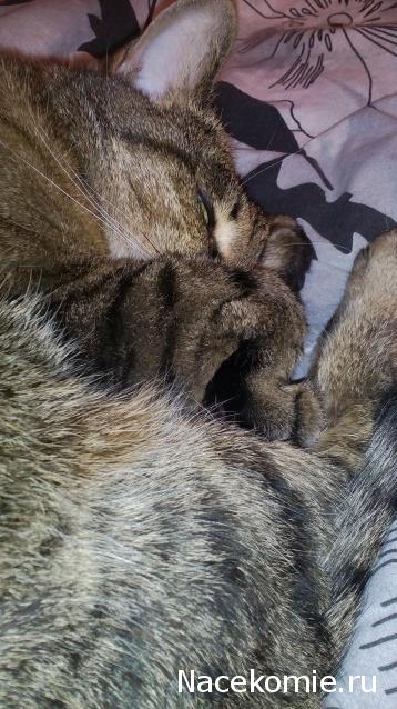 Фото кошек)))))