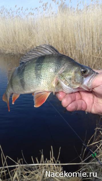 "Живой уголок"