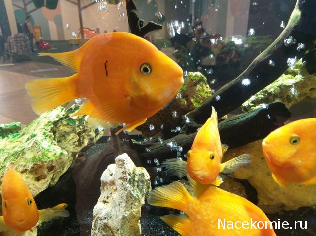 "Живой уголок"