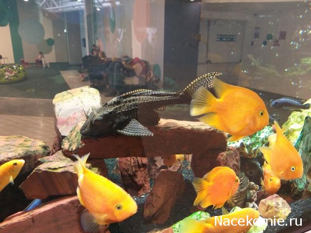 "Живой уголок"